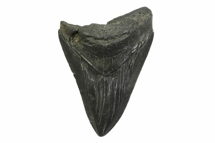 Serrated, Fossil Megalodon Tooth - South Carolina #356845